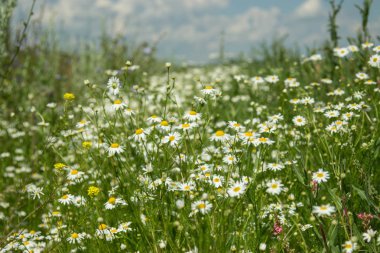 Sahada vahşi camomiles. 