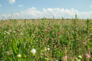 Rengarenk çim alanı