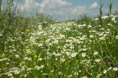 Sahada vahşi camomiles. 