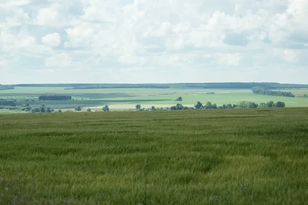 The beauty of Russian fields. Picturesque summer view. — Stock Photo, Image