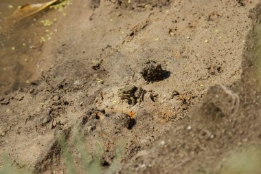 Gölet kurbağa maskeleme