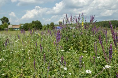 Çiçekli adaçayı bir çayırda. Yaz günü, Rusya Federasyonu.