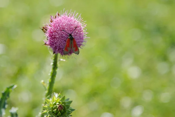 Uma flor de bardana no verão em um prado, um butte preto e vermelho — Fotografia de Stock