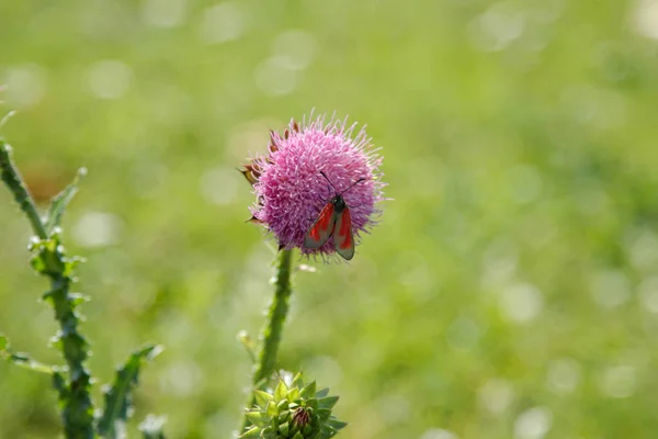 Une fleur de bardane en été dans une prairie, une butte noire et rouge — Photo