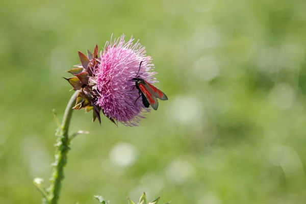 Une fleur de bardane en été dans une prairie, une butte noire et rouge — Photo