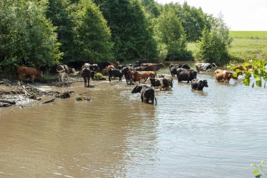 Nehre inek sürüsü. Yaz, güneşli gün, inekler için geldi