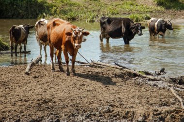 Nehre inek sürüsü. Yaz, güneşli gün, inekler için geldi