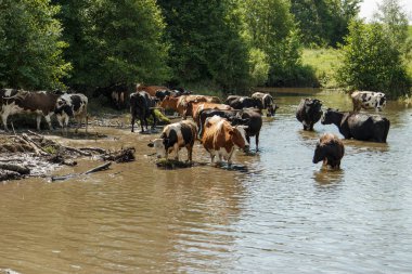 Nehre inek sürüsü. Yaz, güneşli gün, inekler için geldi
