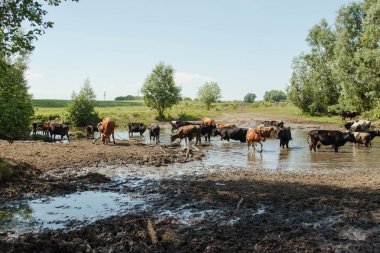 Nehre inek sürüsü. Yaz, güneşli gün, inekler için geldi
