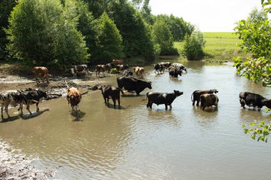 Nehre inek sürüsü. Yaz, güneşli gün, inekler için geldi