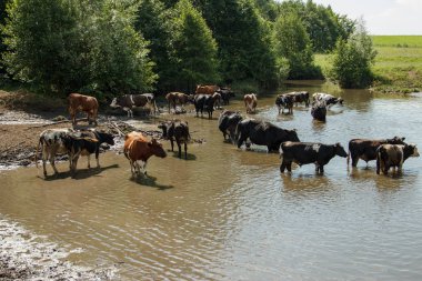 Nehre inek sürüsü. Yaz, güneşli gün, inekler için geldi