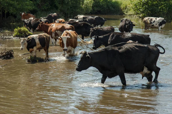 Eine Herde Kühe im Fluss. Sommer, sonniger Tag, die Kühe kamen zu — Stockfoto