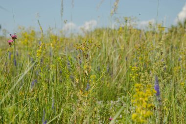 Rengarenk çim alanı