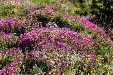Lanet olası Markhotsky tepesi. İlkbahar sonu (yazın başı) Gelendzhik
