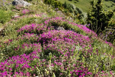 Lanet olası Markhotsky tepesi. İlkbahar sonu (yazın başı) Gelendzhik