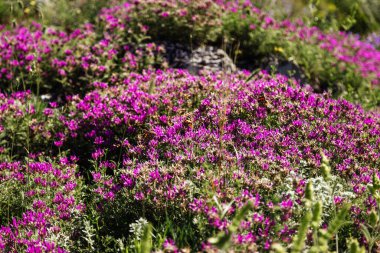 Lanet olası Markhotsky tepesi. İlkbahar sonu (yazın başı) Gelendzhik