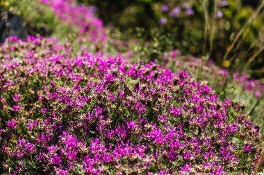 Lanet olası Markhotsky tepesi. İlkbahar sonu (yazın başı) Gelendzhik