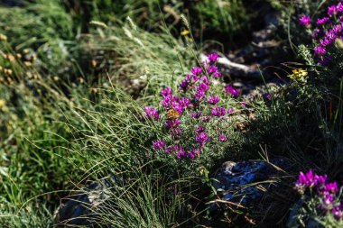 Lanet olası Markhotsky tepesi. İlkbahar sonu (yazın başı) Gelendzhik