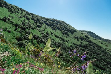Lanet olası Markhotsky tepesi. İlkbahar sonu (yazın başı) Gelendzhik