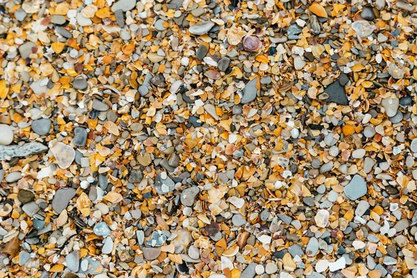 Mořská Pláž Oblázková Mušle Barevné Různé Tvary Mušlí Fragmentů Slunečný — Stock fotografie