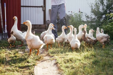 Çiftçi kazları tünemeye götürür. Köy hayatı. Tarım endüstrisi.