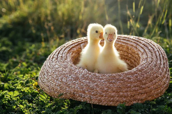 Newborn Goslings Ducklings Outdoors Straw Hat Setting Sun — Stock Photo, Image