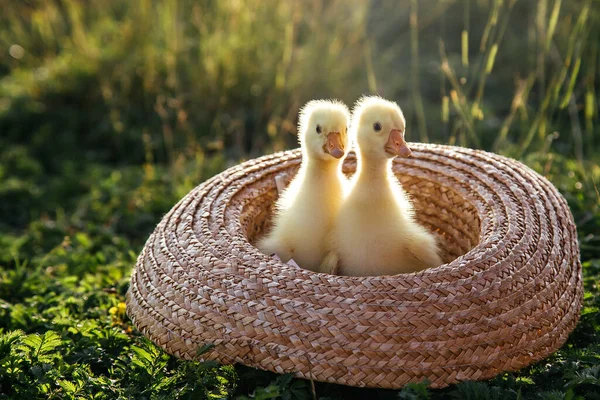 Newborn Goslings Ducklings Outdoors Straw Hat Setting Sun — Stock Photo, Image