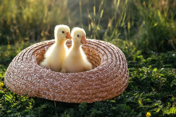 Newborn Goslings Ducklings Outdoors Straw Hat Setting Sun — Stock Photo, Image