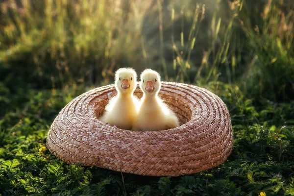 Újszülött Goslings Kiskacsák Szabadban Egy Szalmakalapban Napnyugta — Stock Fotó