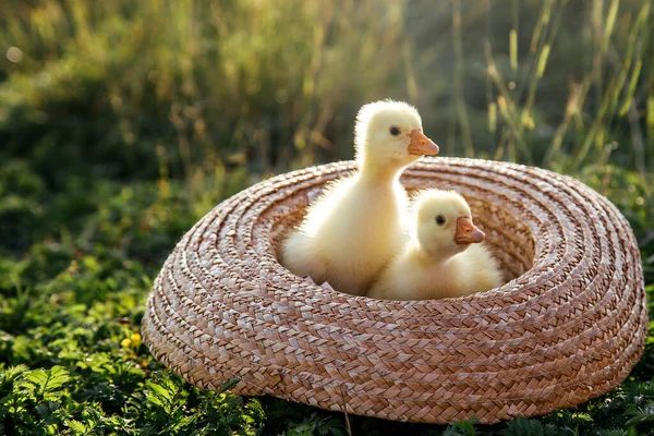 Newborn Goslings Ducklings Outdoors Straw Hat Setting Sun — Stock Photo, Image