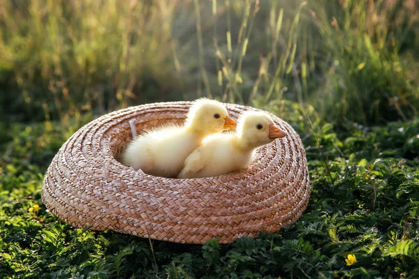 Newborn Goslings Ducklings Outdoors Straw Hat Setting Sun — Stock Photo, Image