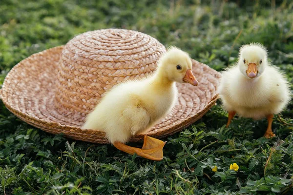 Yeni Doğmuş Yavrular Ördek Yavruları Açık Havada Hasır Bir Şapkayla — Stok fotoğraf