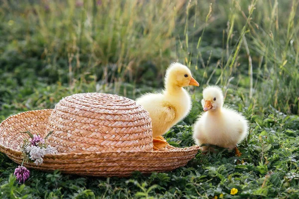 Newborn Goslings Ducklings Outdoors Straw Hat Setting Sun — Stock Photo, Image