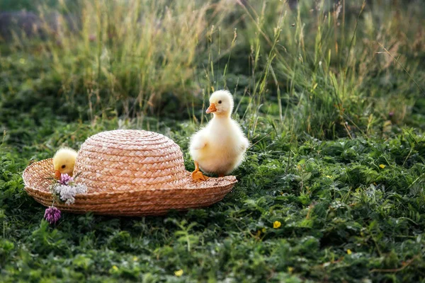 Yeni Doğmuş Yavrular Ördek Yavruları Açık Havada Hasır Bir Şapkayla Telifsiz Stok Imajlar