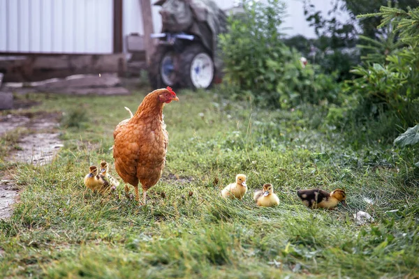 Mère Poule Amené Une Couvée Yougoslaves Dans Rue Les Mères Images De Stock Libres De Droits