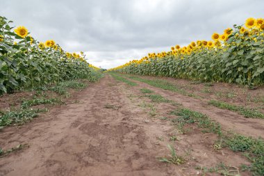 Ayçiçeği tarlası, bulutlu bir gün. Kırsal alan, Rusya.