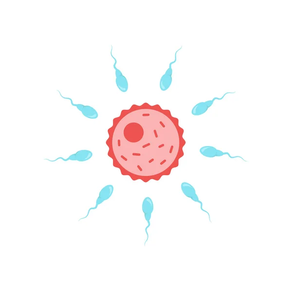 Proces van bevruchting van een eicel met zaadcellen. Rivaliteit in een vroeg stadium. Het concept van het imago van reproductie. Een platte afbeelding op een witte achtergrond. — Stockvector