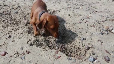 Dachshund sahilde kum kazma