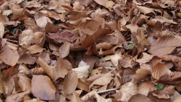 Листья падают на землю — стоковое видео