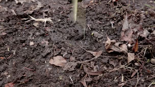 Schelpen vallen op de grond — Stockvideo