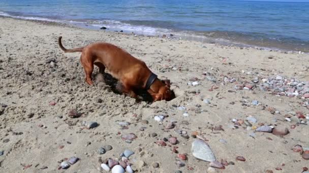 Cane contro il mare scava — Video Stock