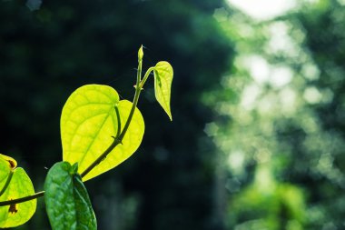 Yeşil Konsept gidin