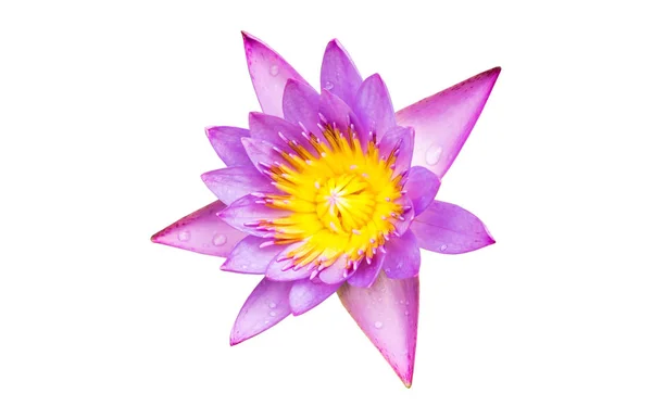 Purple water lily flower (lotus) isolate — Stock Photo, Image