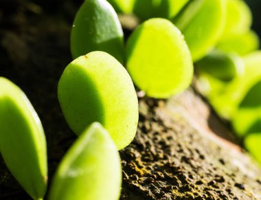 Doku ve desen yaprak yeşil gölge