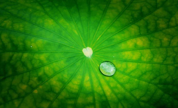 Feuille de lotus avec gouttes d'eau bulle sur la texture — Photo