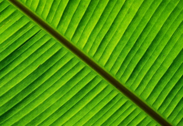 Folha verde de banana com textura e padrão — Fotografia de Stock