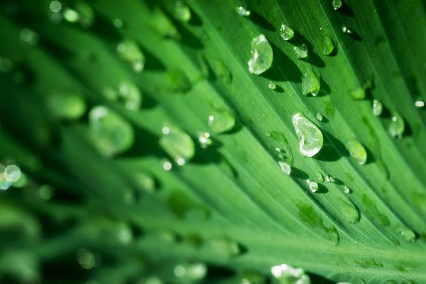 Fechar a bolha na folha verde — Fotografia de Stock