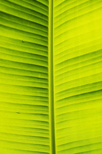Folha de banana com padrão de natureza — Fotografia de Stock