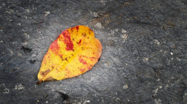 Leaf fall on texture of the rock — Stock Photo, Image