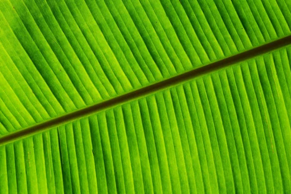Folha verde de banana com textura e padrão — Fotografia de Stock